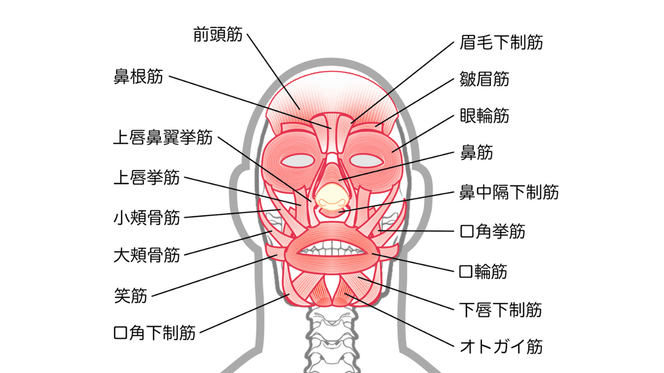 顔にある表情筋の画像