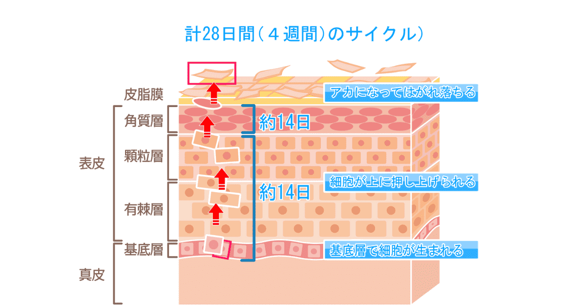ターンオーバーを表した図