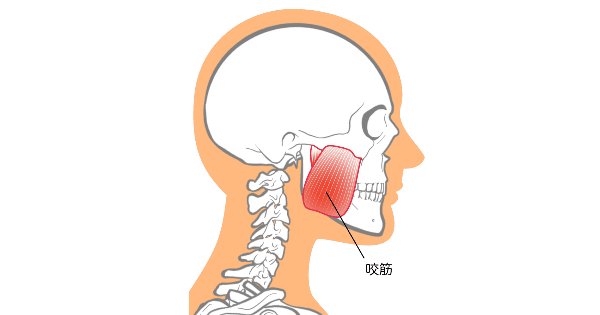 咬筋の場所
